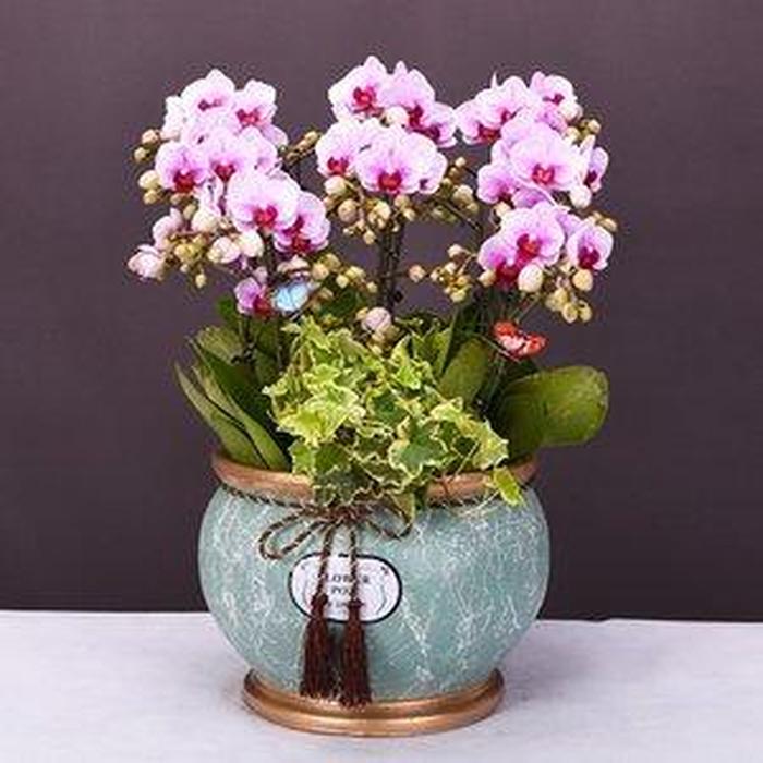盆栽花卉 贈予自然的詩意，傳遞情感的芬芳