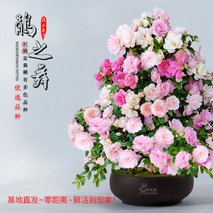 皋月杜鵑 饋贈之佳選，禮遇中的芬芳藝術
