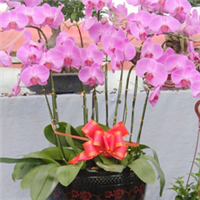 青州萬(wàn)佳花卉 禮贈(zèng)自然之美，花卉傳遞溫情